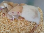 Кормовые объекты (1-ya Mayskaya ulitsa, 30), pet shop