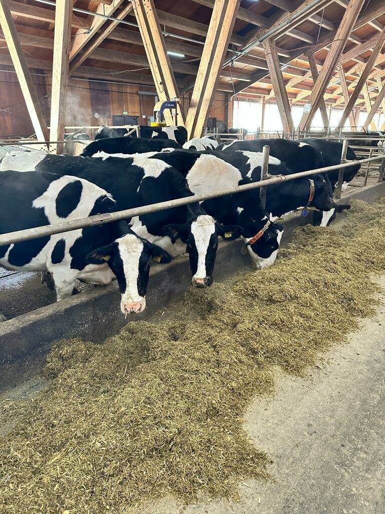 Fodder and feed additives Mixtreid, Kazan, photo