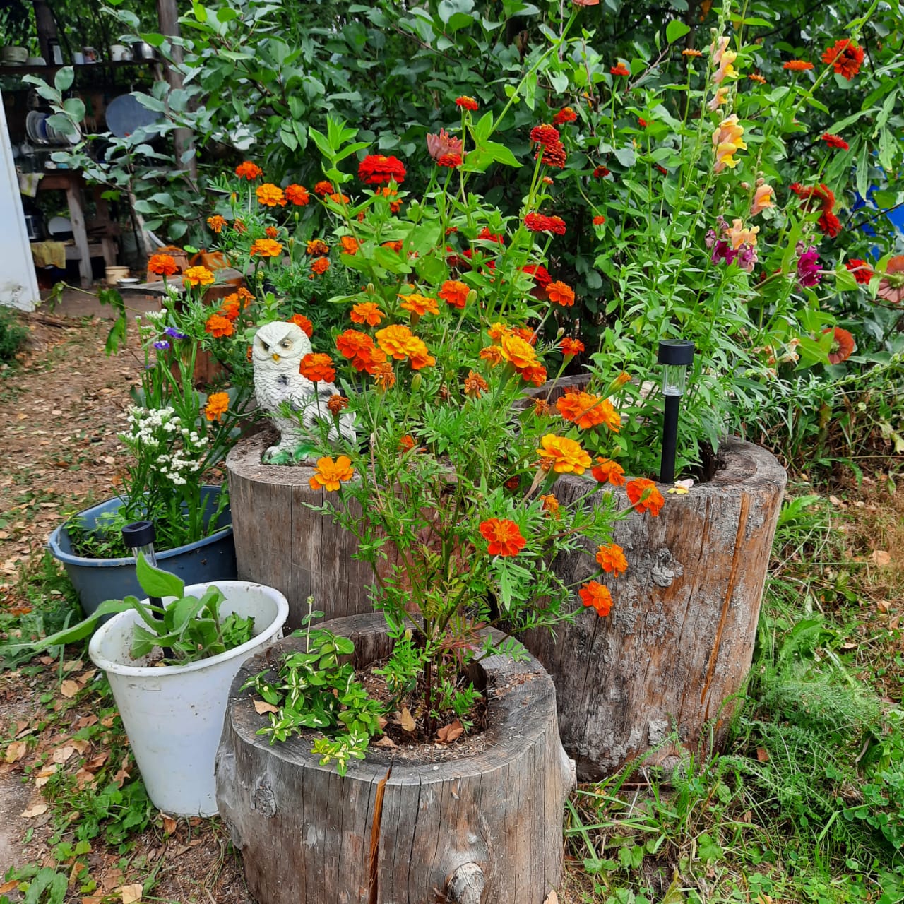 Фото Кедросад