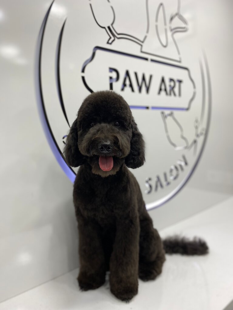 صالون حيوانات أليفة Paw Art Pet Salon ، اسطنبول، صورة