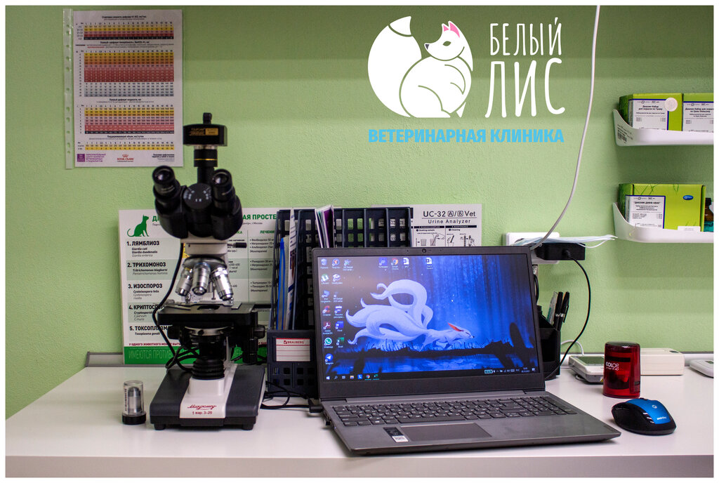 Baytarlıq klinikası White Fox, Sankt‑Peterburq, foto