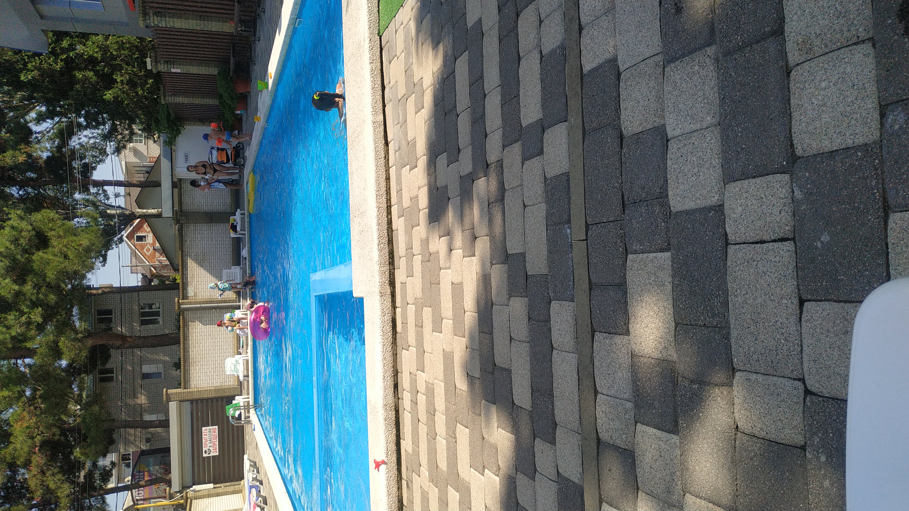 Фото Тополь