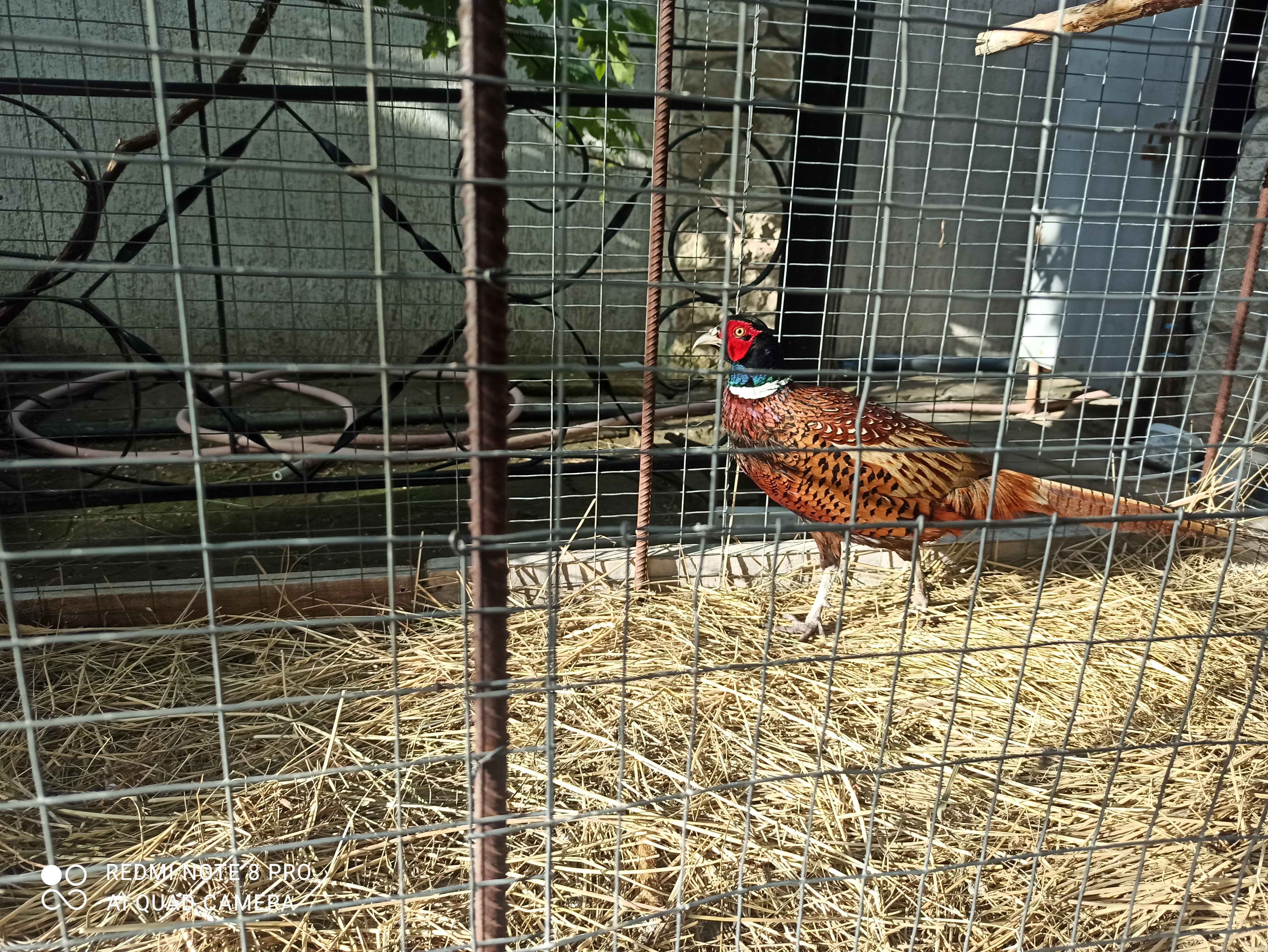 Фото Славия