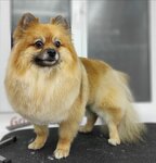 GroomApollon (Work Settlement of Pravdinskiy, ulitsa Gertsena, 30к1), pet salon