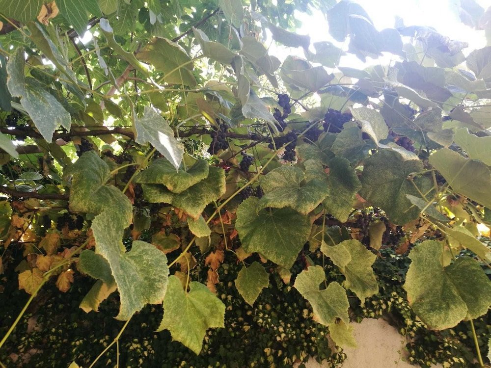 Фото La Maisonette Et Son Jardin