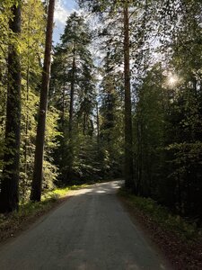 Тихий Лес