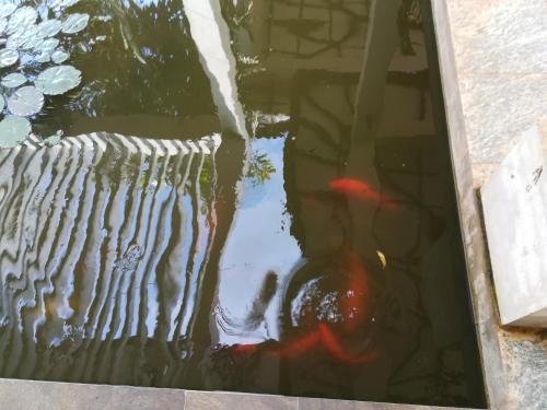 Фото Peacock Garden Villa