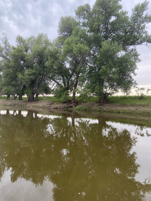 Фото Гремучий