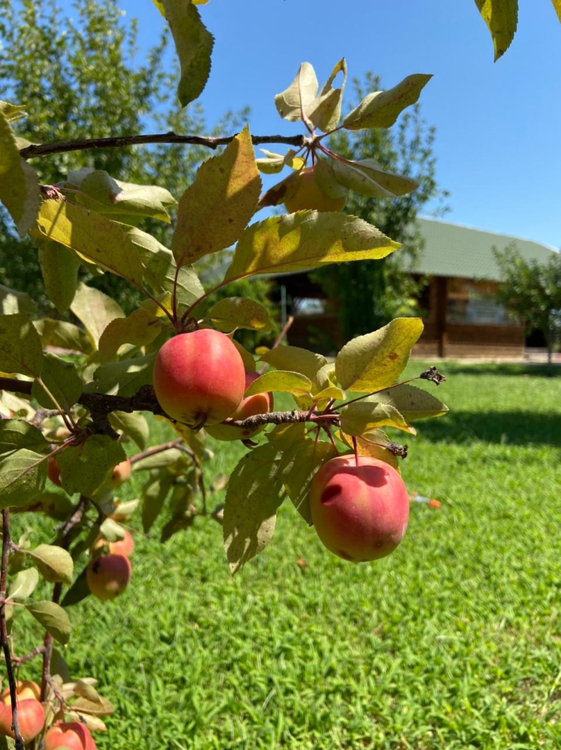 Фото Авалон