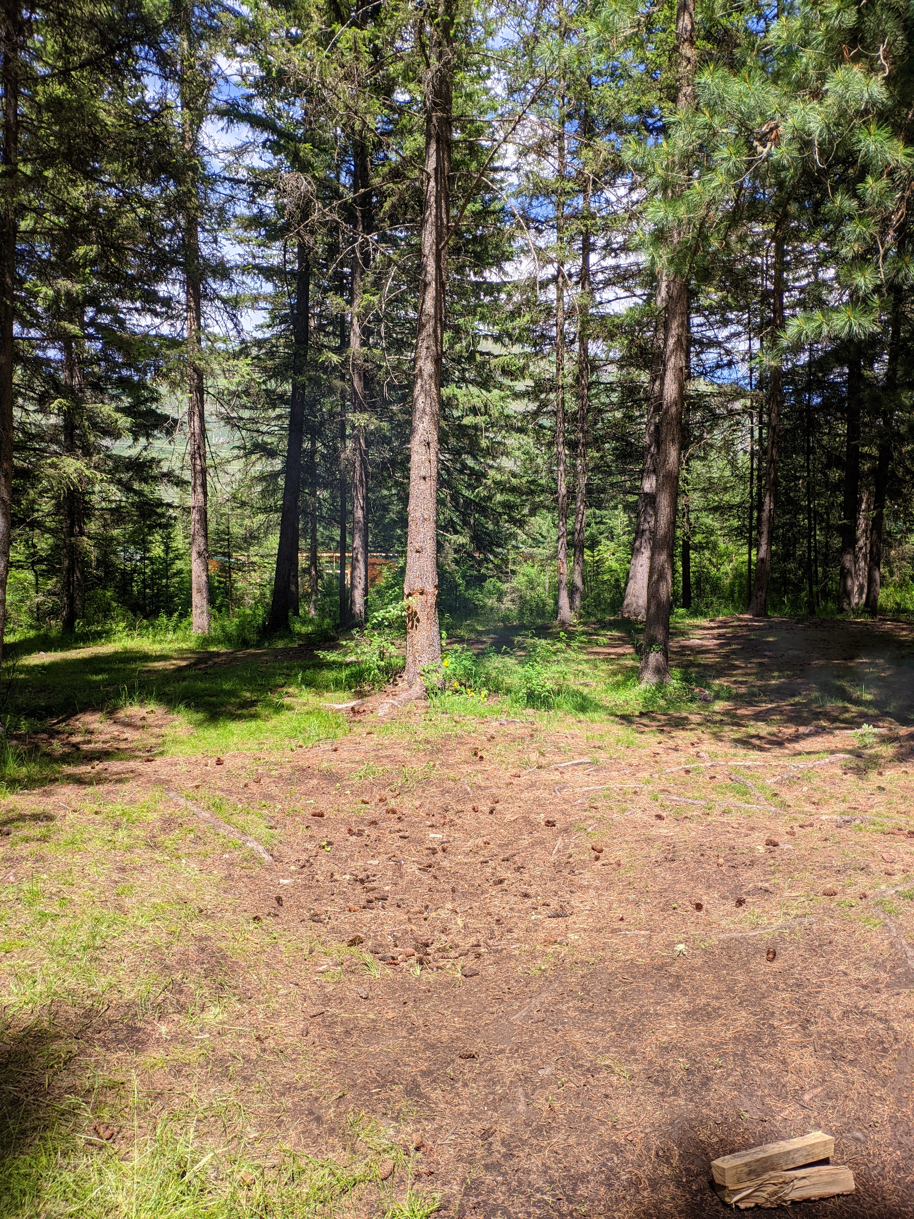 Фото Зелёный колобок