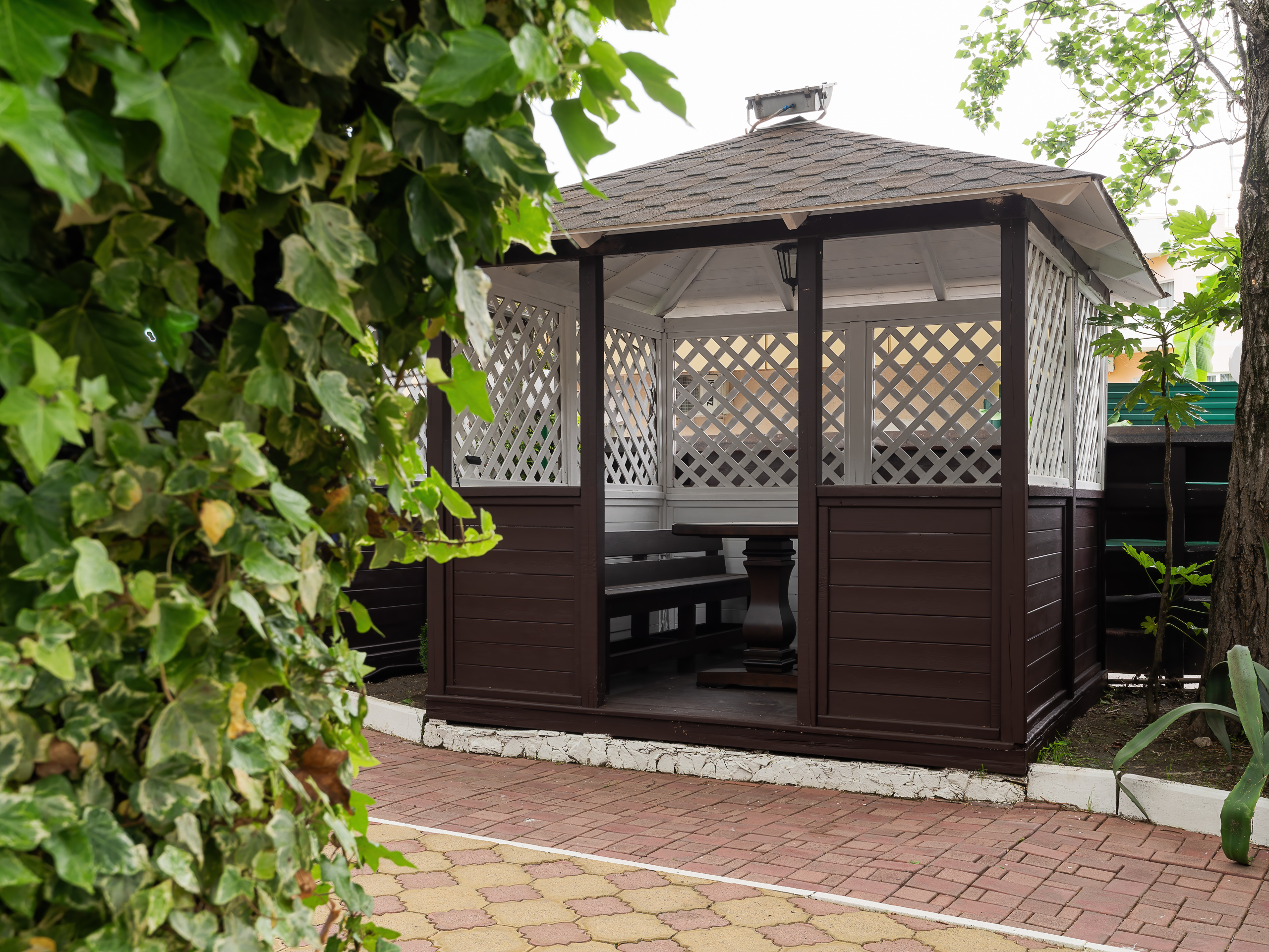 Фото Золотой дельфин