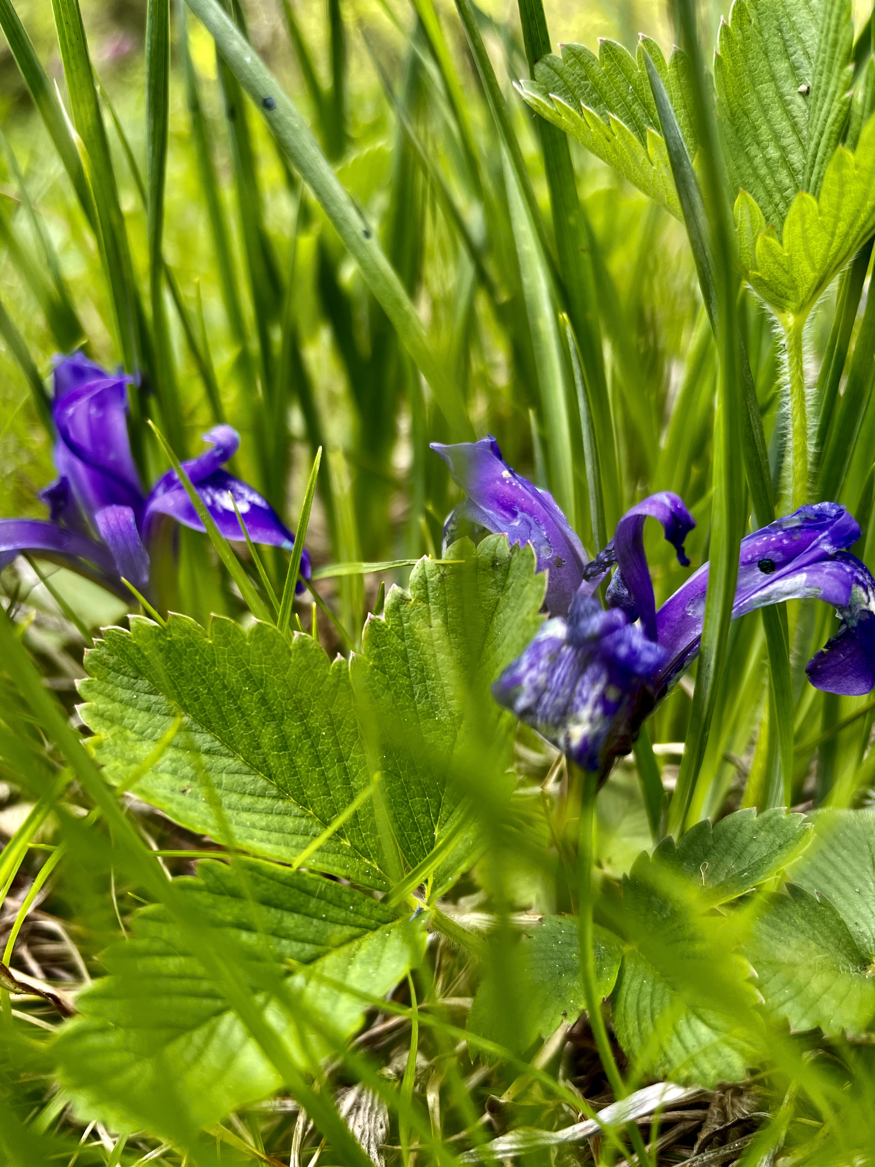 Фото Зелёный колобок