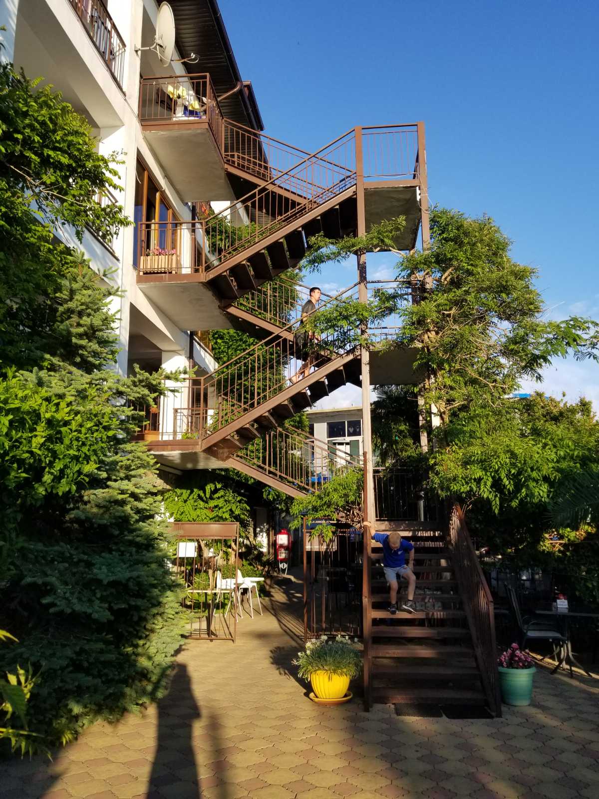 Фото Фламинго