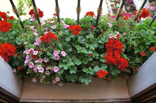 Фото Hotel Bucaneve