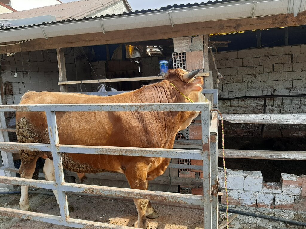Intensive animal farming Kokluoglu Sacrifice and Offering, Arnavutkoy, photo