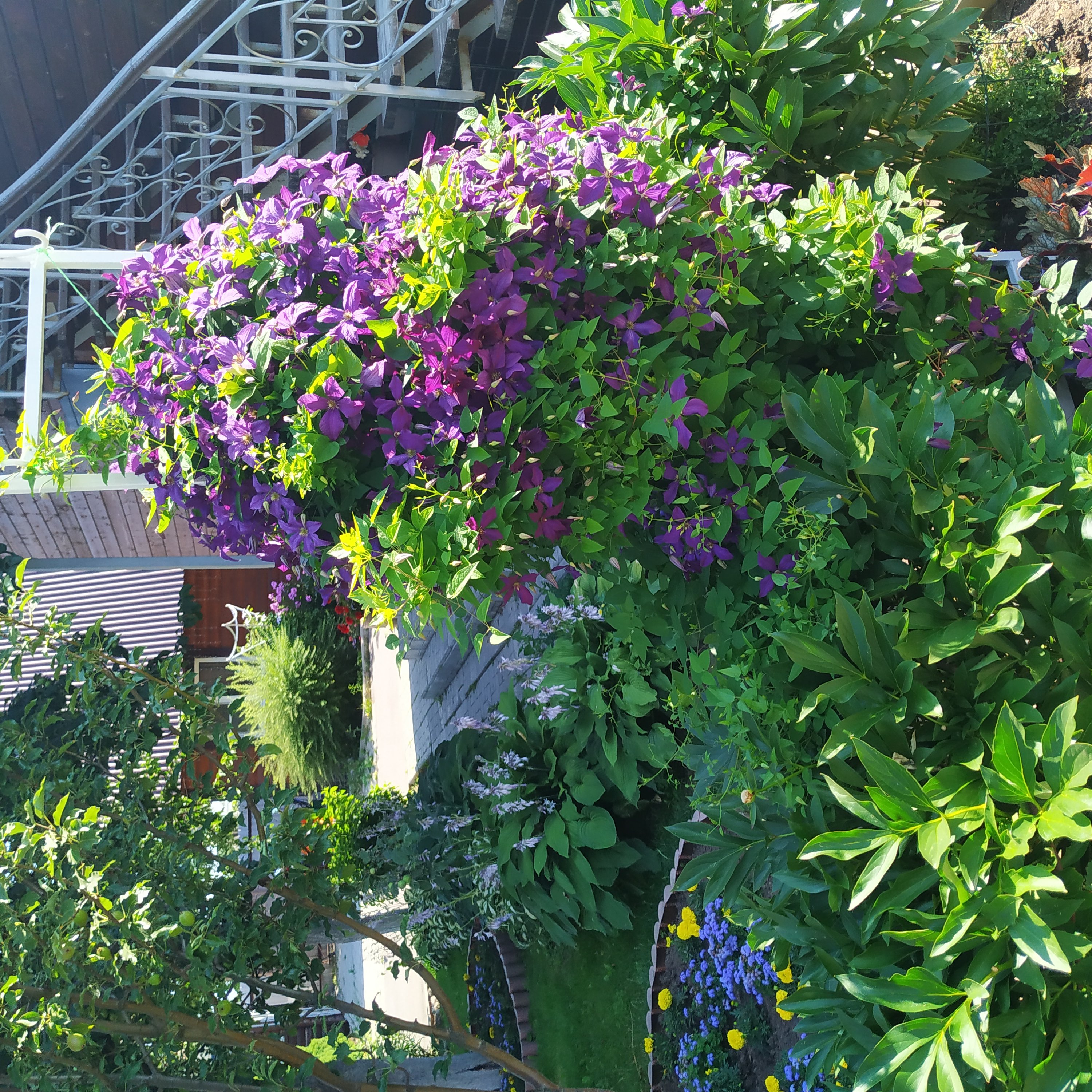 Фото Волшебный сад