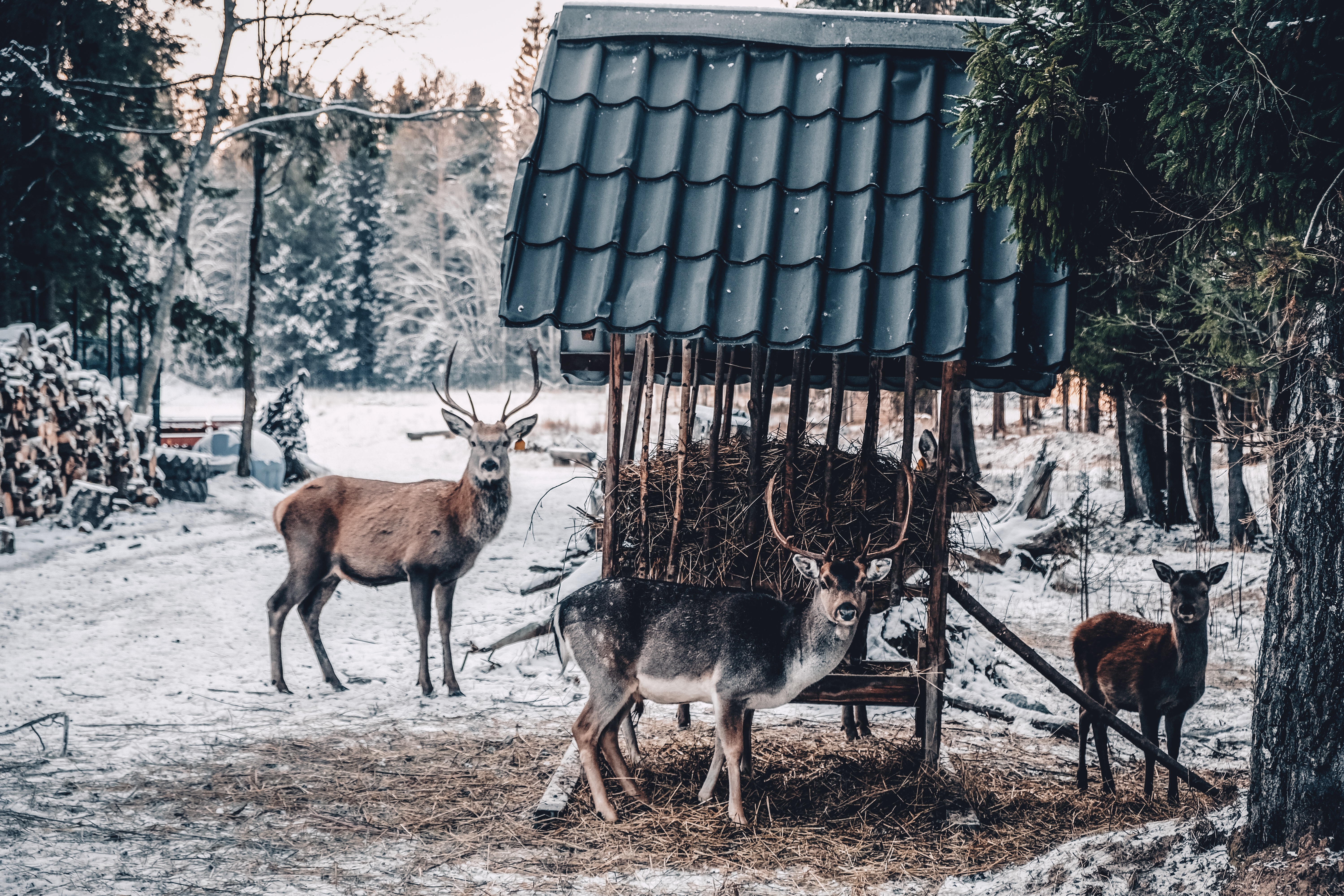 Фото Арт-Усадьба Веретьево