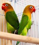 Birdshop (Prosvescheniya Avenue, 33к1) ، مربي الحيوانات