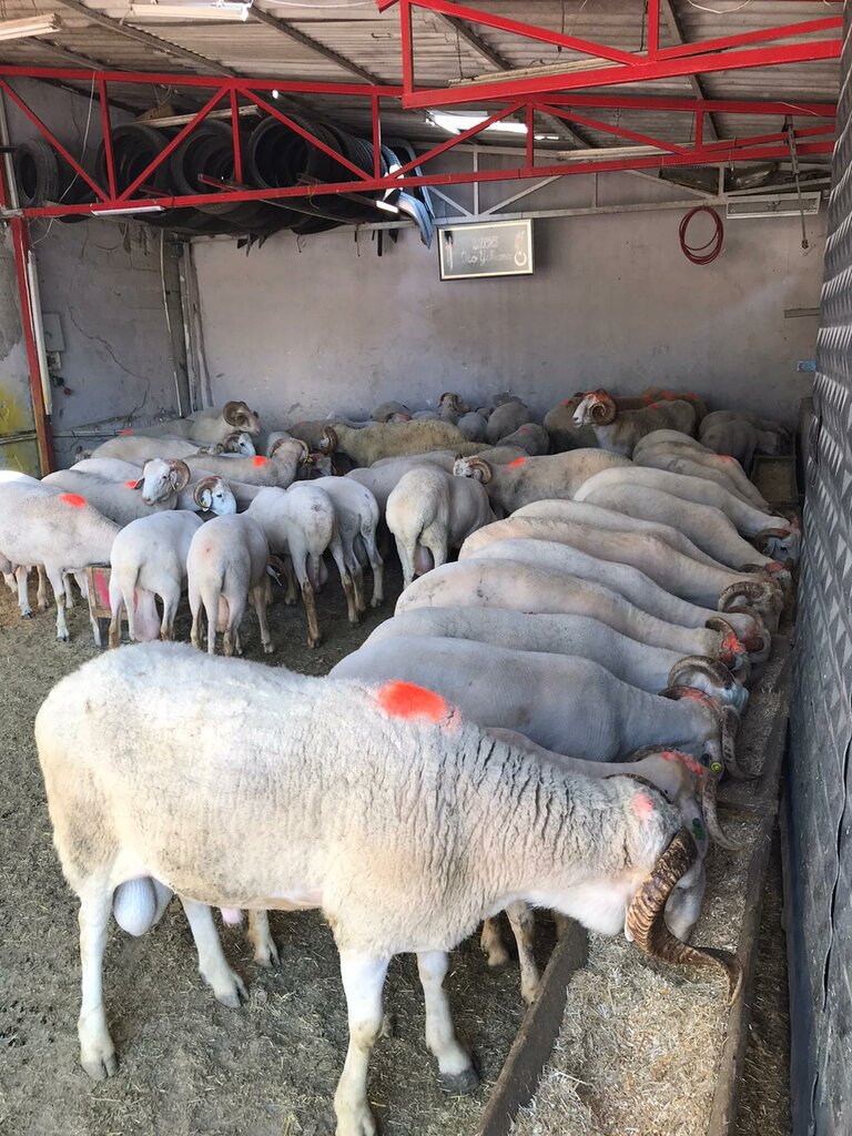 Intensive animal farming Oz Atasehir Adak Kurban Sales Place, Istanbul, photo
