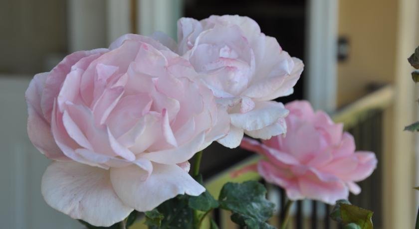 Фото Hotel Belmont