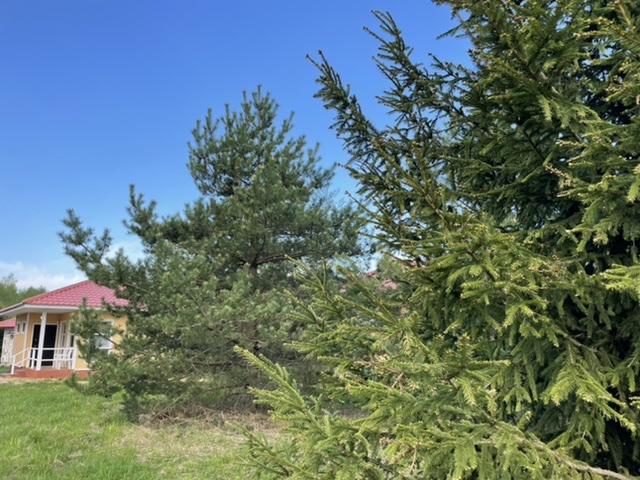 Фото Деревенька в лесу