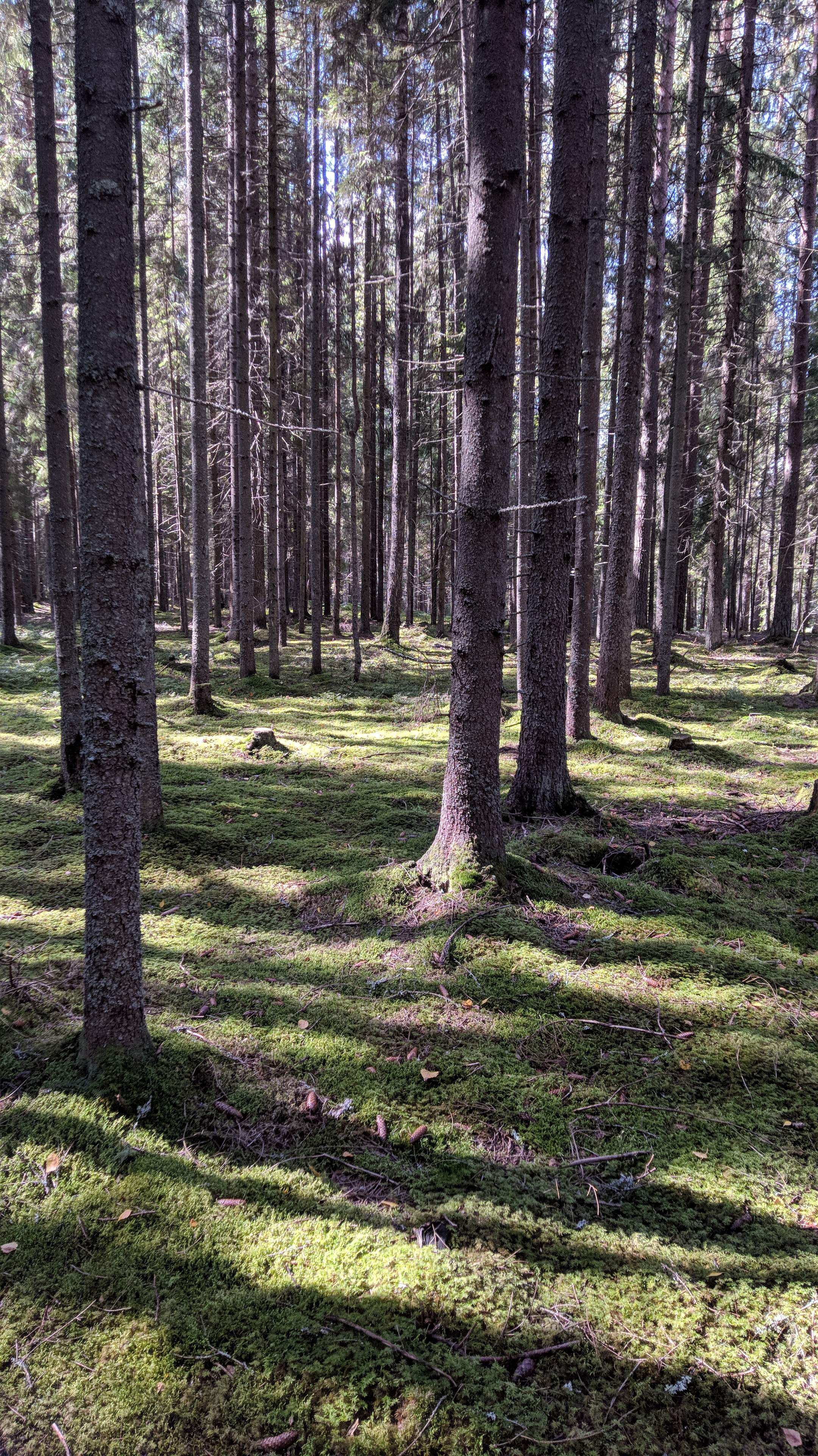 Фото Вилла Бор Волго