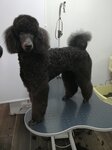 Pet_salon_iv (Gagarina Street, 85В), pet salon