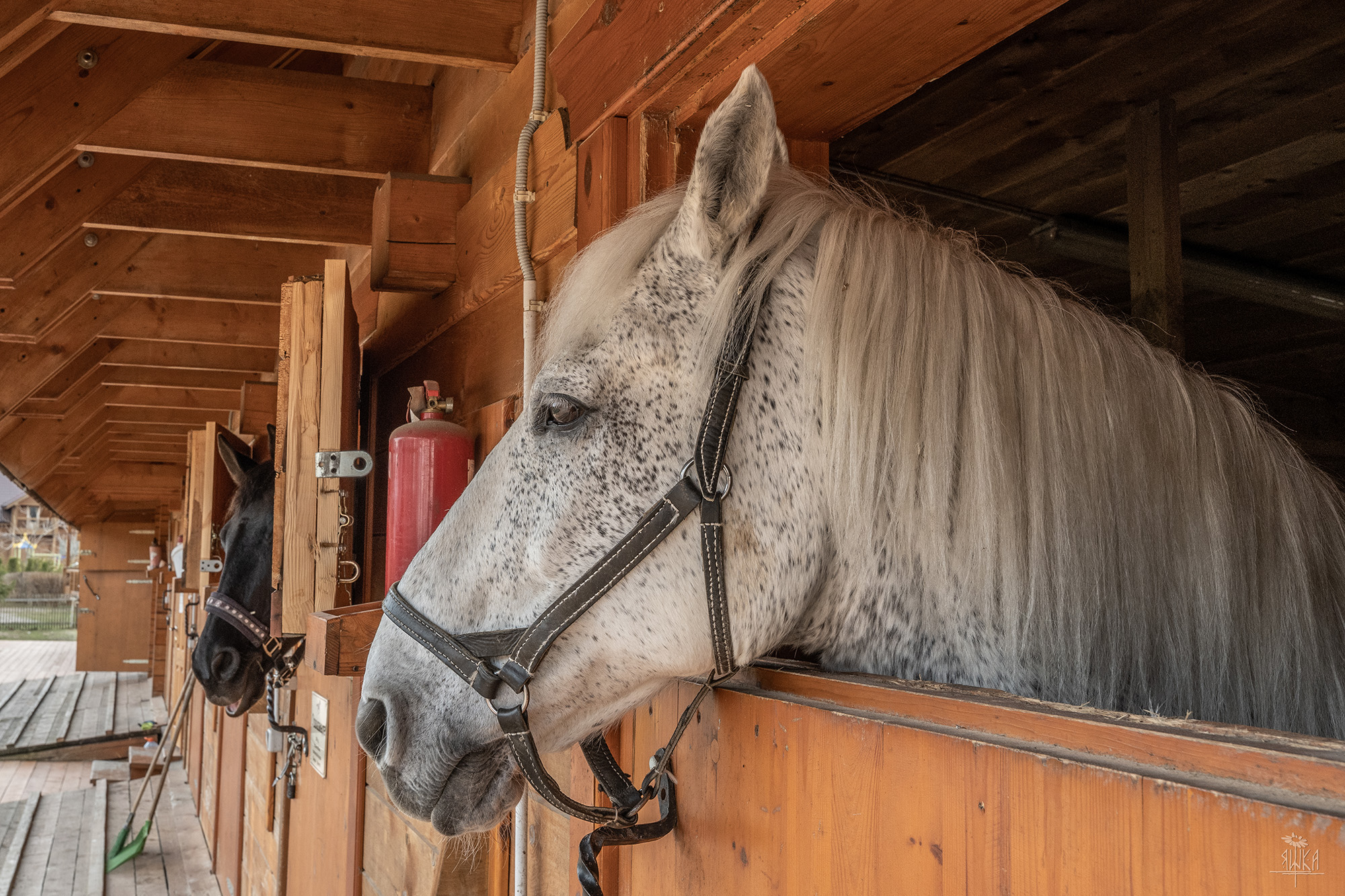 Фото Николо-поле