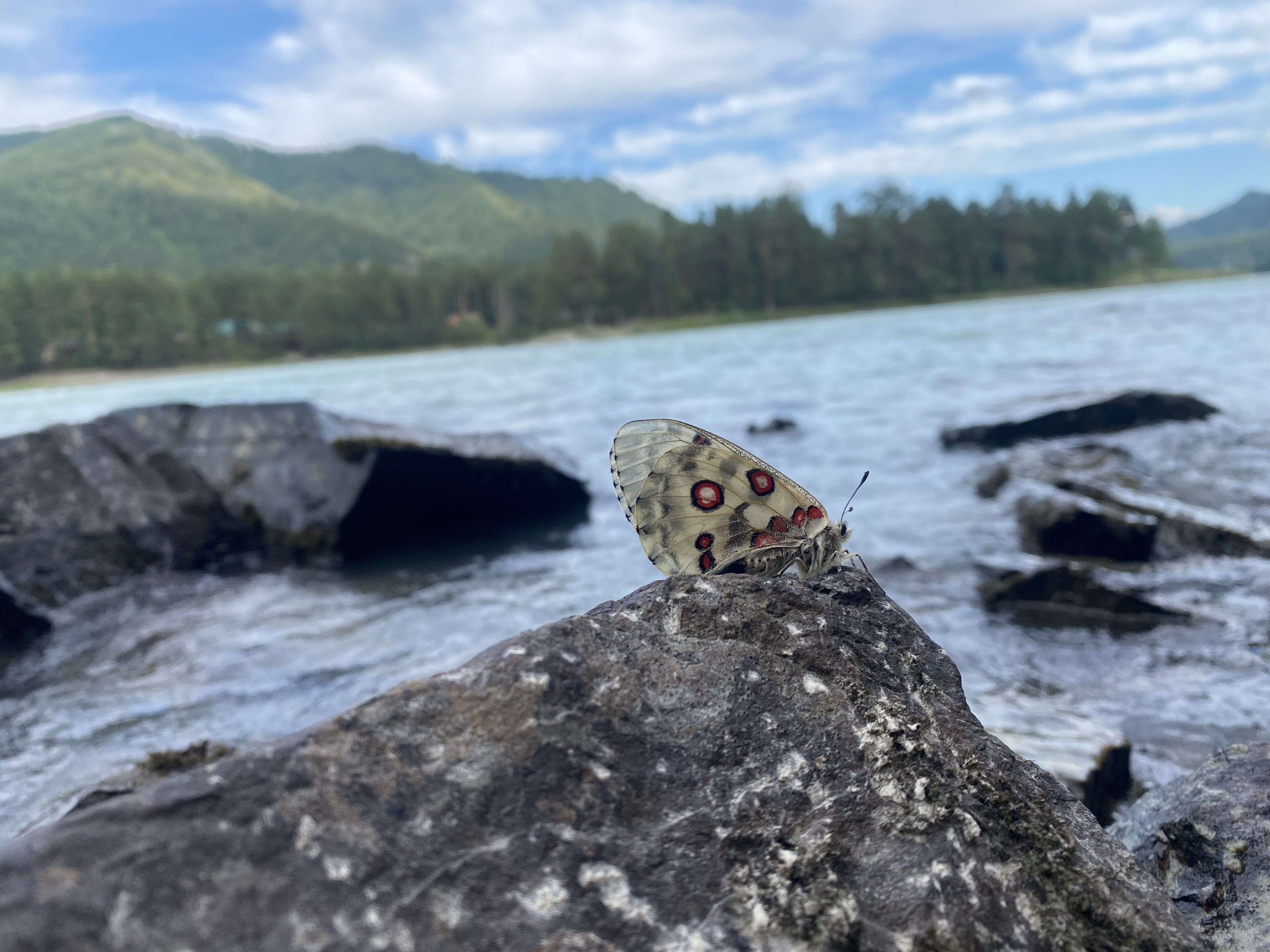 Фото Эко-отель Чемал