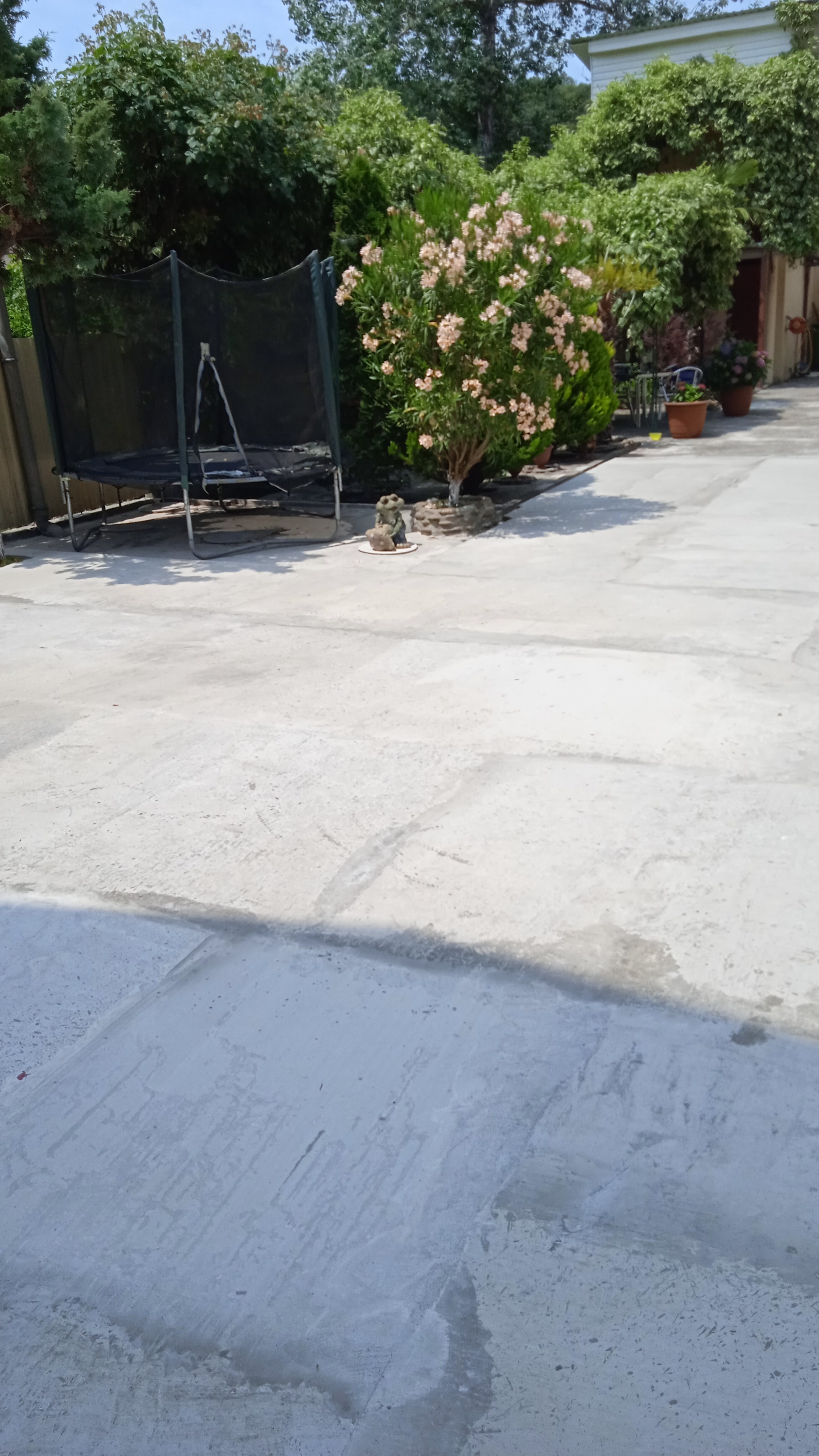 Фото Пальма