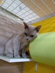Zoohotel Matroskin (Lubyanskaya ulitsa, 30), pet hotel