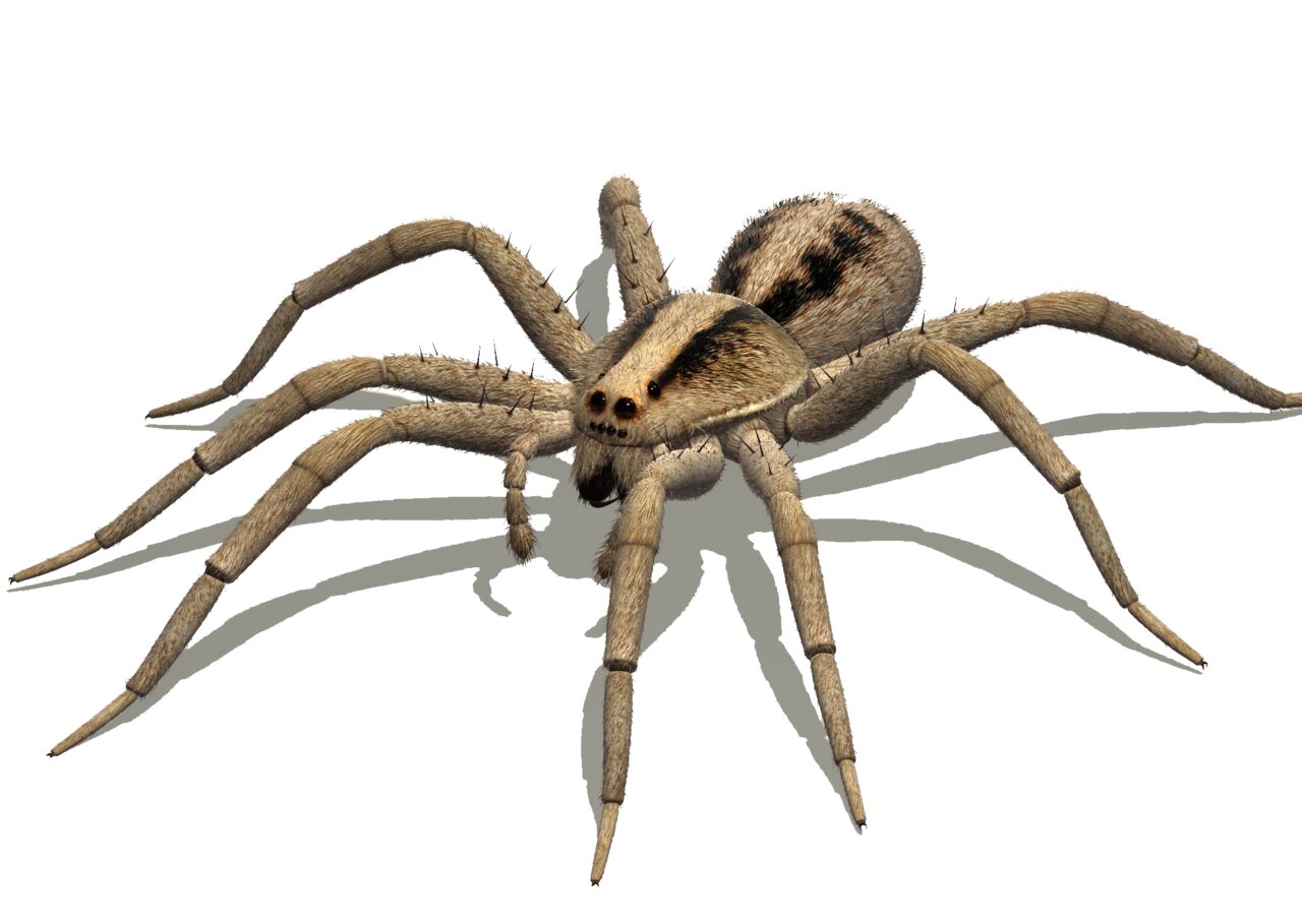 Паук картинка для детей на прозрачном фоне