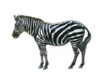 Zebra (Pobedy Square, 10), outdoor advertising