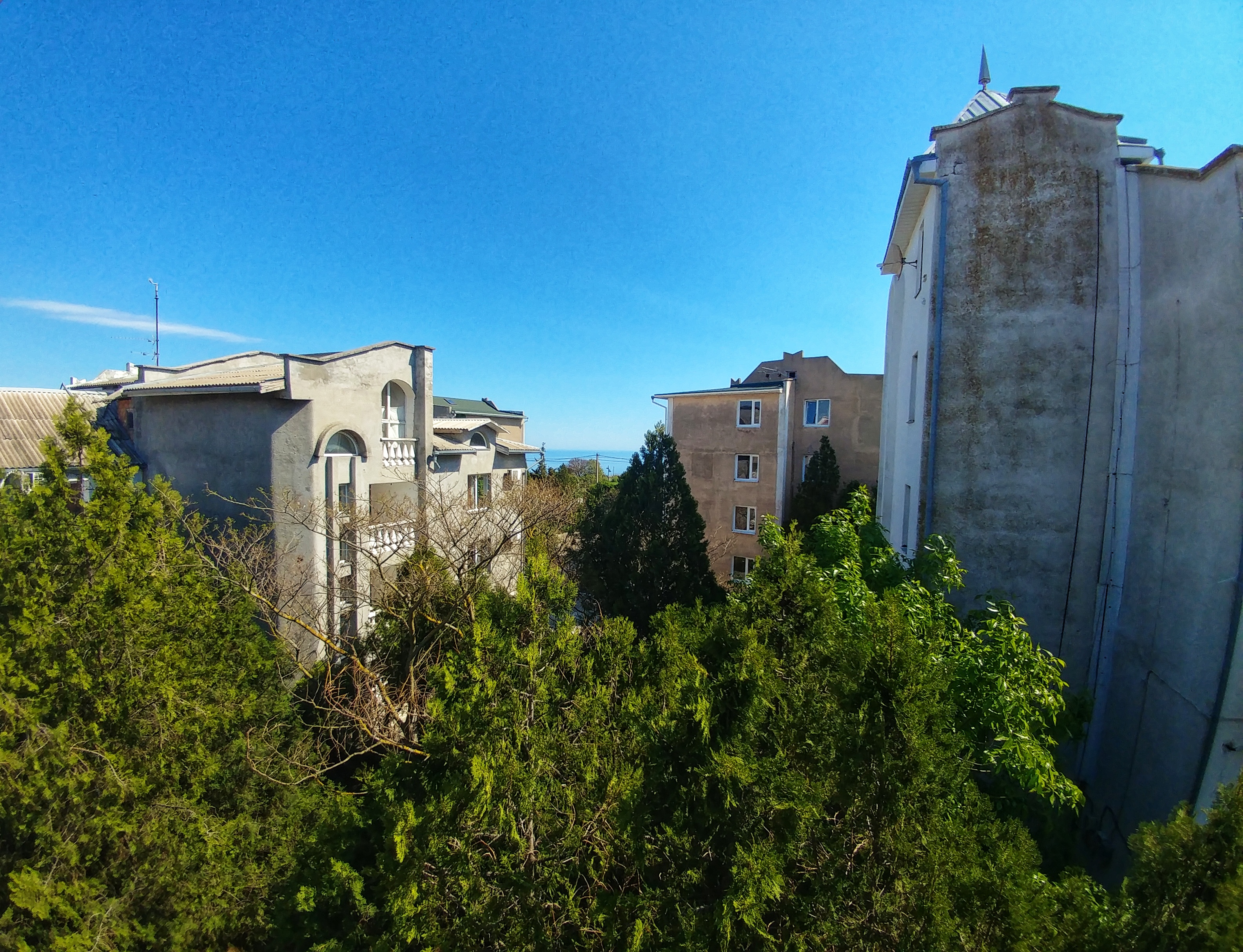 Фото Афалина