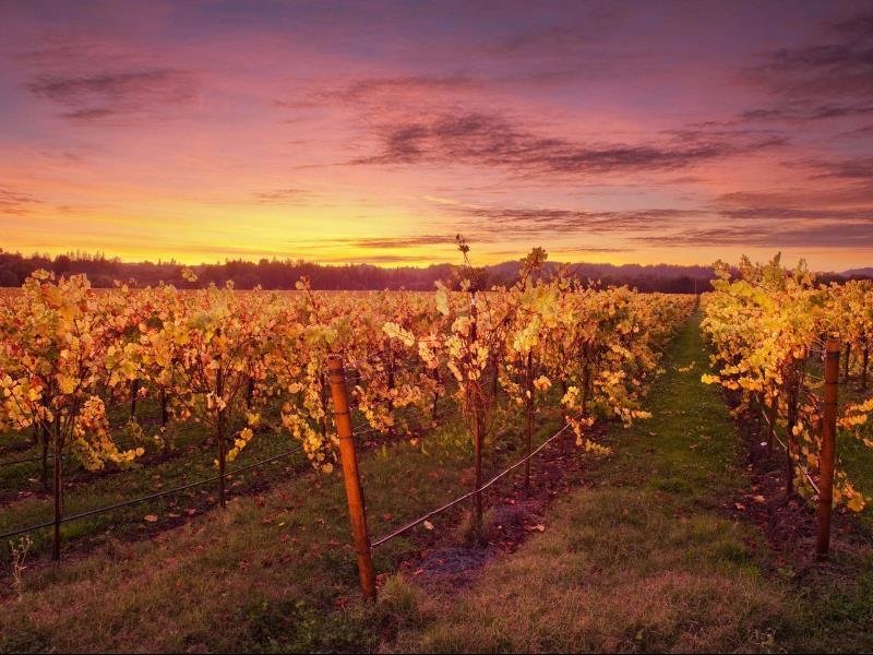 Фото Lemontree Cottage