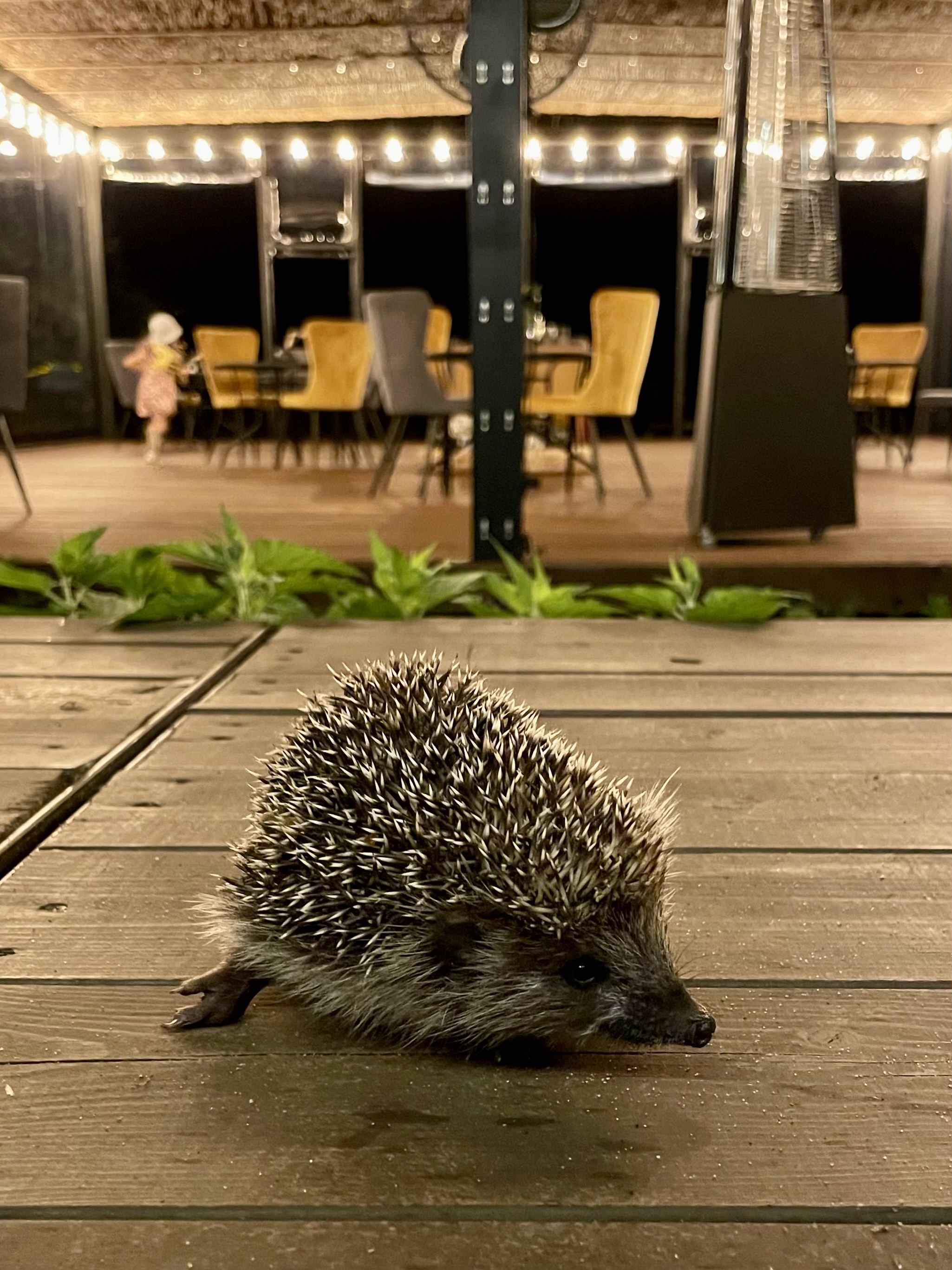 Фото Polyana Glamping