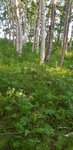 Свинокомплекс Камчатский (Камчатский край, Елизовский район), животноводческое хозяйство в Камчатском крае