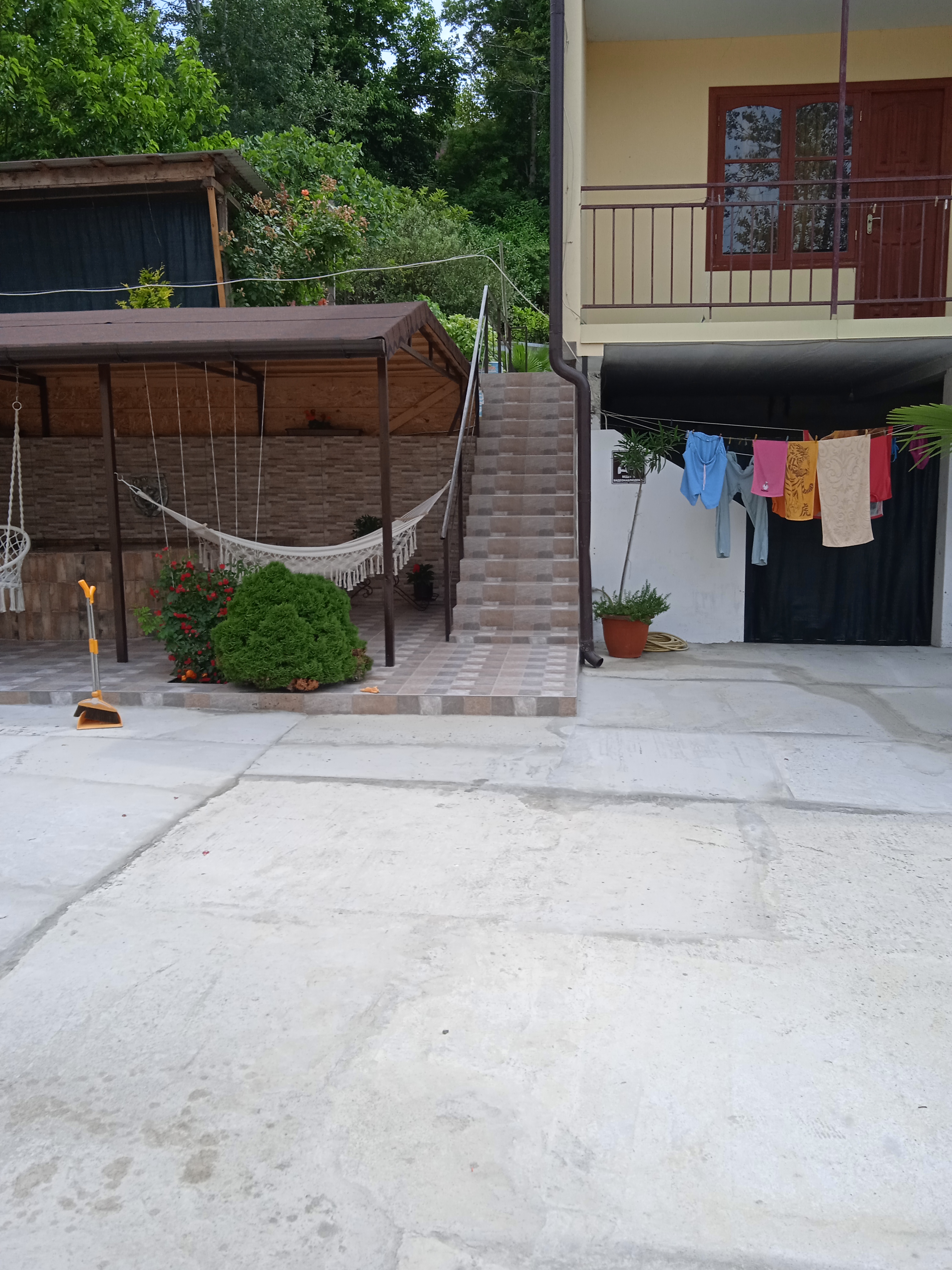 Фото Пальма