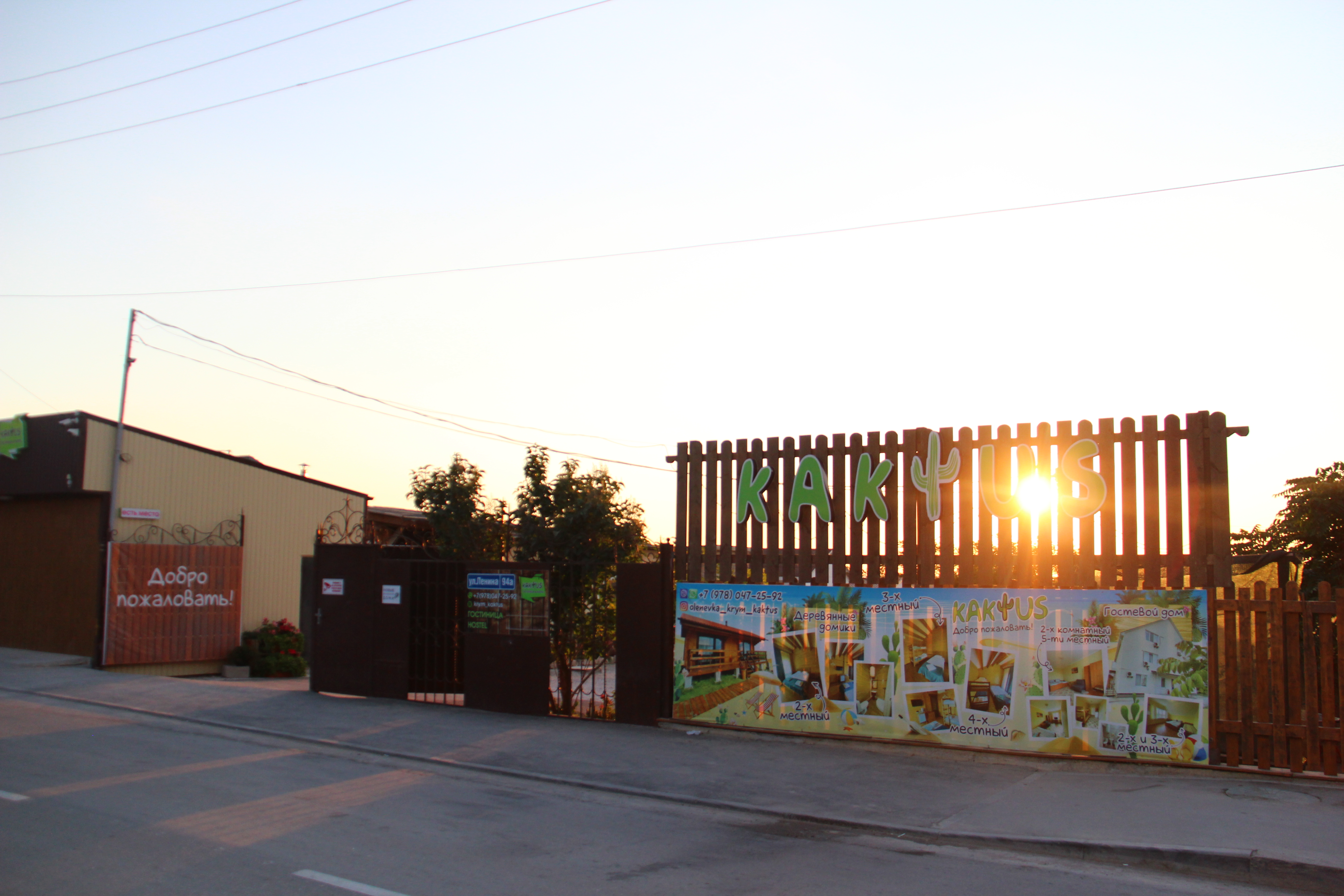 Фото Кактус