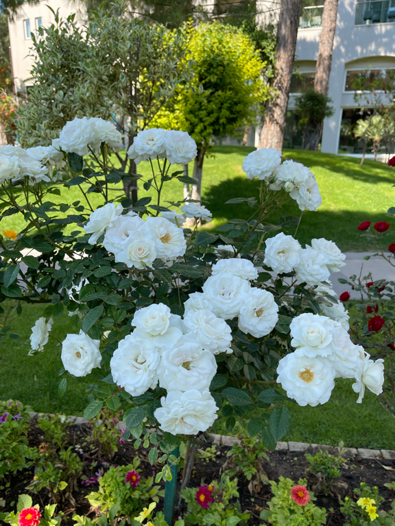 Фото Papillon Ayscha