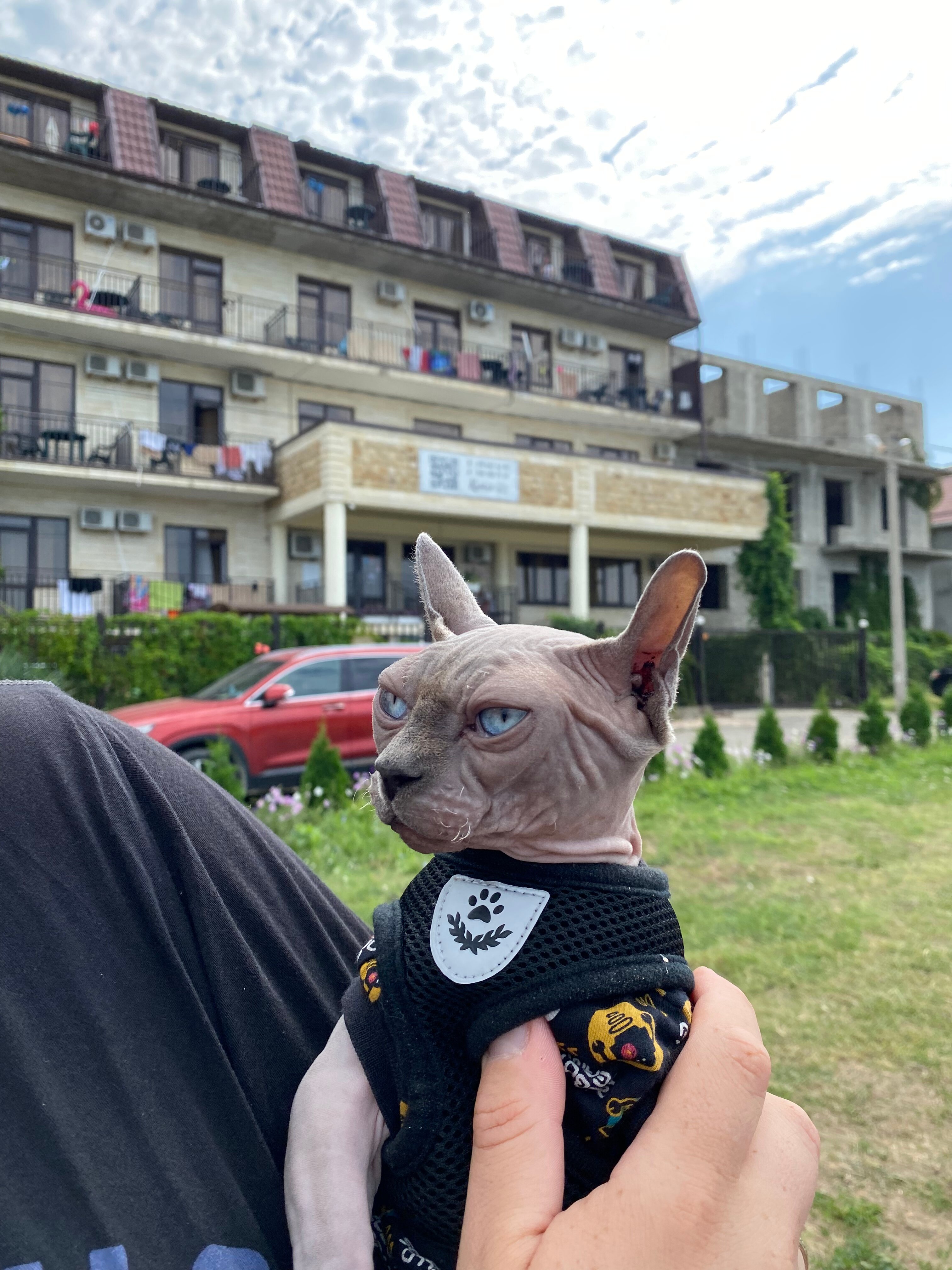 Фото Кассис