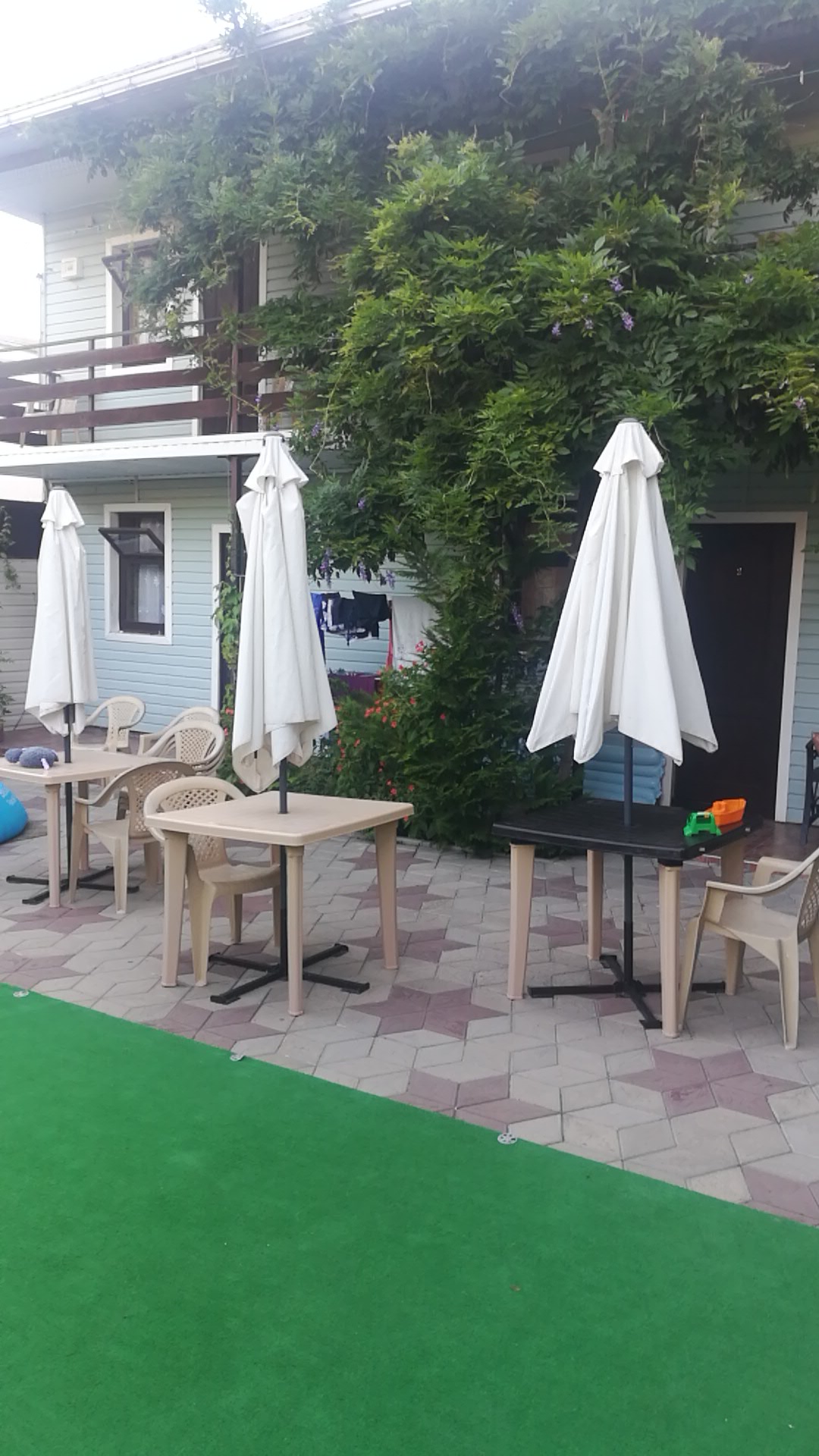 Фото Камелия