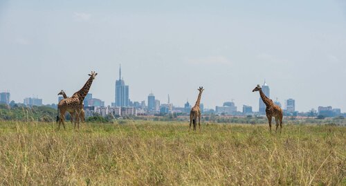 Гостиница Park Inn by Radisson Nairobi Westlands в Найроби