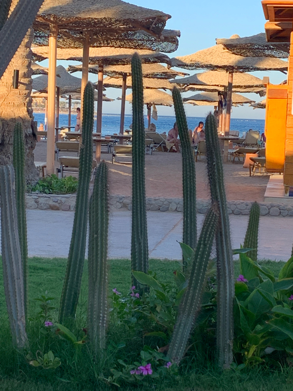 Фото Jaz Makadi Oasis Resort