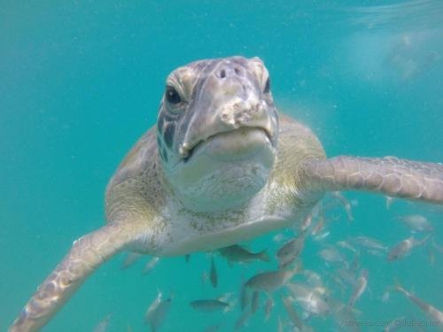 Фото Pousada Algarve