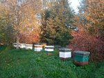 Apiary of the Inozemtsev family (derevnya Bolshaya Pustomerzha, Beregovaya ulitsa, 56), honey and beekeeping