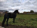 Музей конных экипажей (Урожайная ул., 51, д. Свечино), конный клуб в Ярославской области
