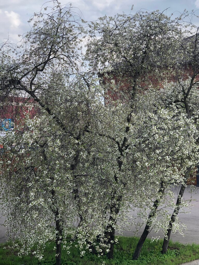 Достопримечательность Башня-газгольдер, Санкт‑Петербург, фото