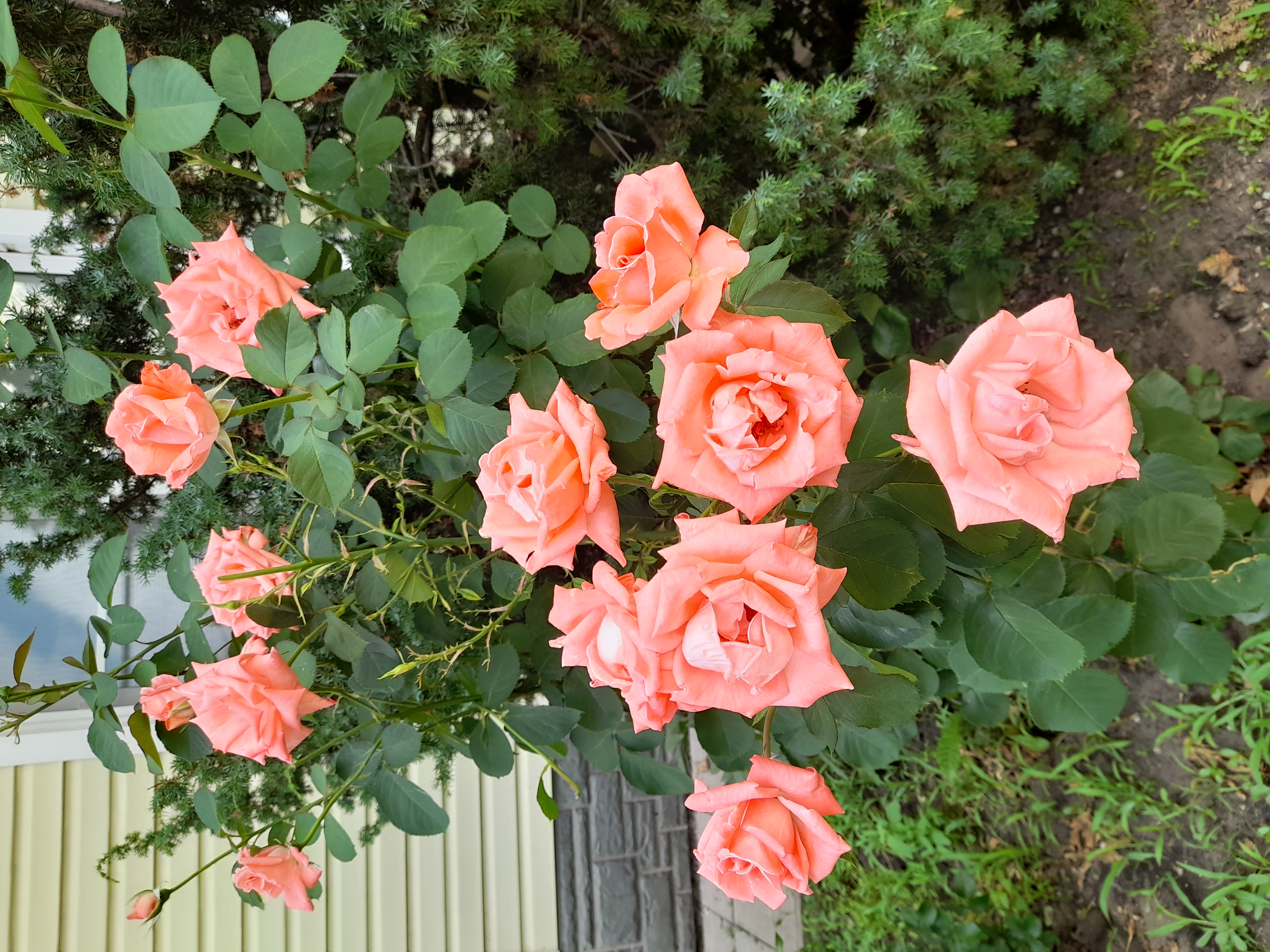 Фото Согдиана