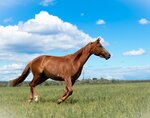 Darling Horse (derevnya Cheremisskoye, Tsentralnaya ulitsa, 1), horse riding